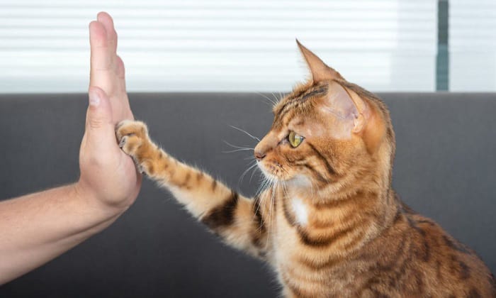 declawing-services