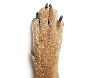 dog-paws-vs-cat-paws