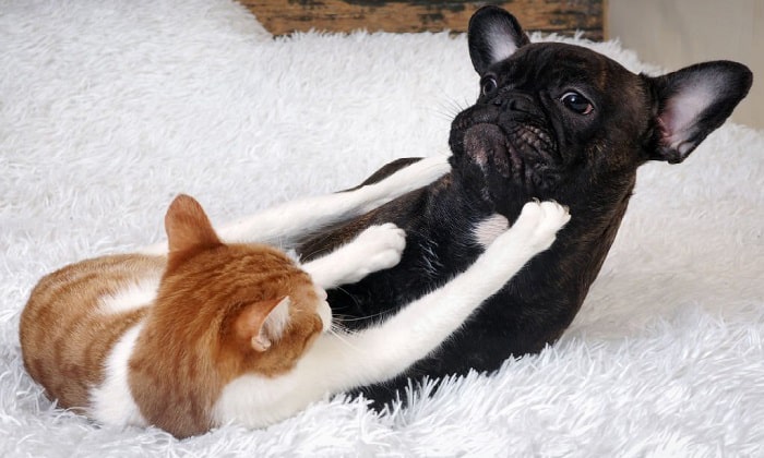 dogs-and-cats-fighting