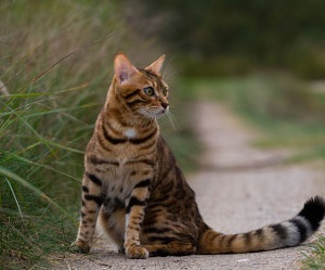 full-size-bengal-cat