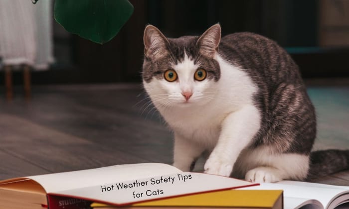how-hot-can-cats-handle