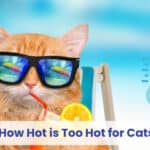 how hot is too hot for cats