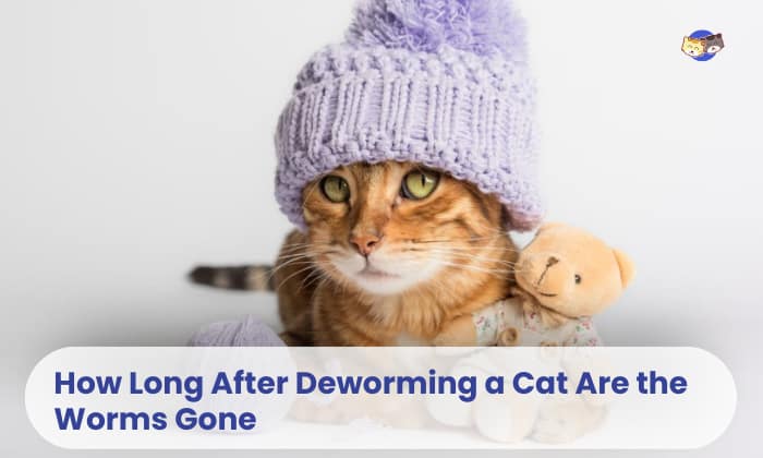 how long after deworming a cat are the worms gone