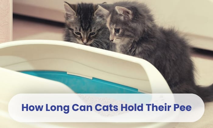 how-long-can-cats-hold-their-pee