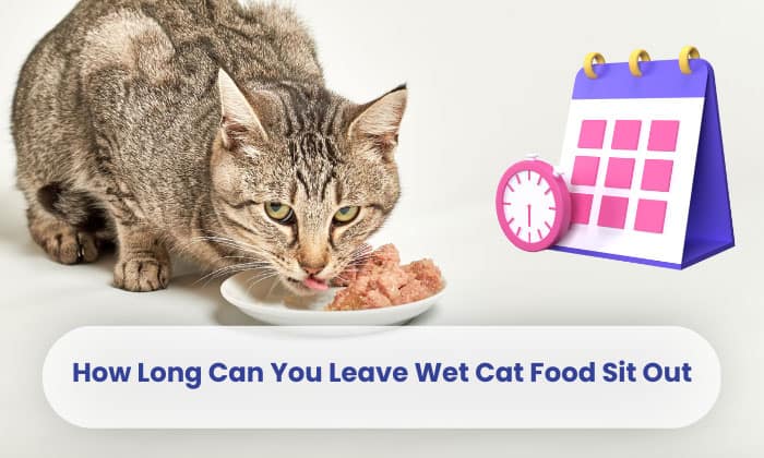 how long can you leave wet cat food sit out