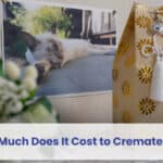 how much does it cost to cremate a cat