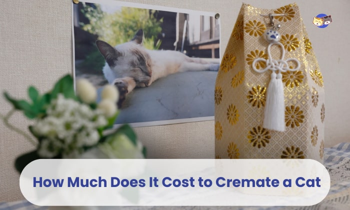 how much does it cost to cremate a cat