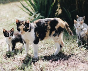 how-old-do-calico-cats-live