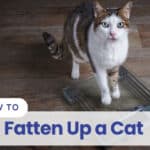 how to fatten up a cat