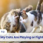 how to tell if my cats are playing or fighting