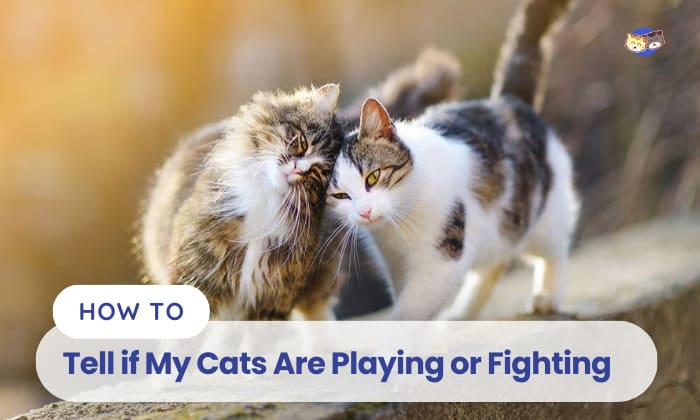 how to tell if my cats are playing or fighting
