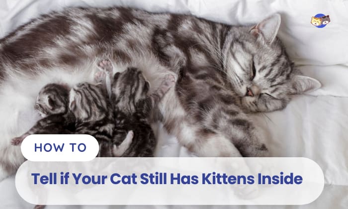 how to tellif your cat still has kittens inside