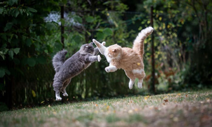 kitten-fighting-or-playing