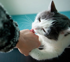 kitten-licking-me