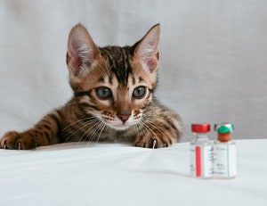 kitten-shots-cost