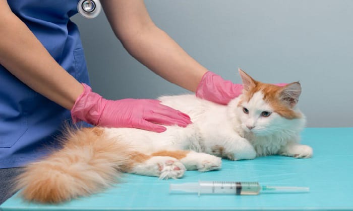 kitten-vaccinations