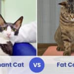 pregnant cat vs fat cat