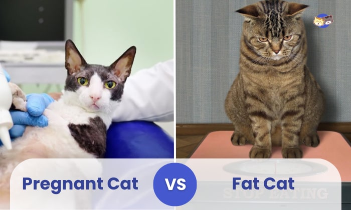 pregnant cat vs fat cat