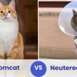 tomcat vs neutered cat