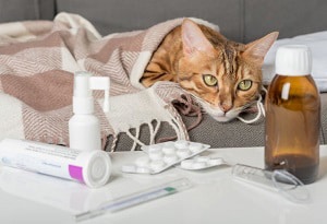 treat-cats-with-allergies