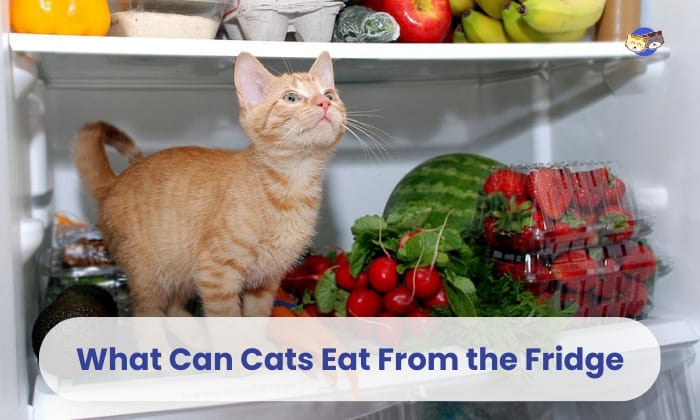 what can cats eat from the fridge