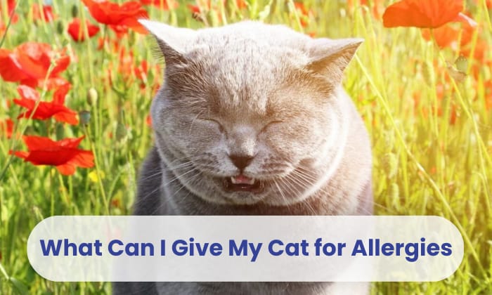 what can i give my cat for allergies