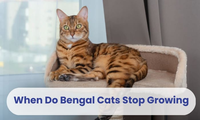 when do bengal cats stop growing