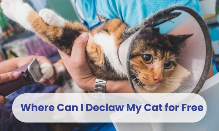 Where Can I Declaw My Cat for Free  : Uncover Cost-Free Options