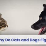 why do cats and dogs fight
