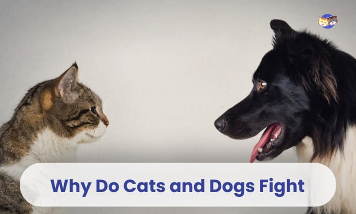 why do cats and dogs fight