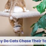 why do cats chase their tails