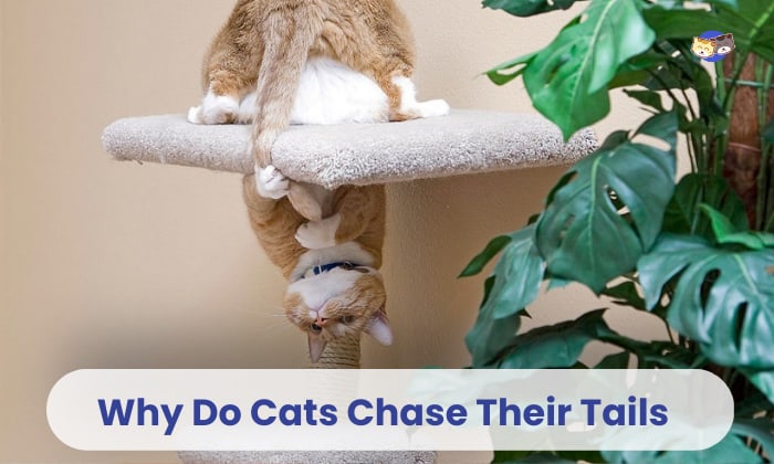 why do cats chase their tails