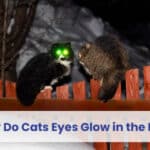 why do cats eyes glow in the dark