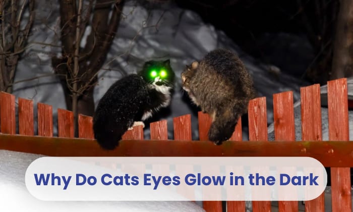 why do cats eyes glow in the dark