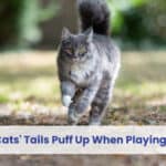 why do cats tails puff up when playing & happy
