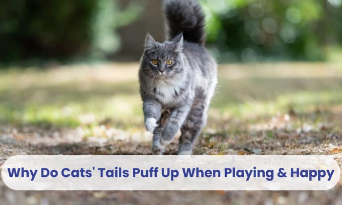 why do cats tails puff up when playing & happy