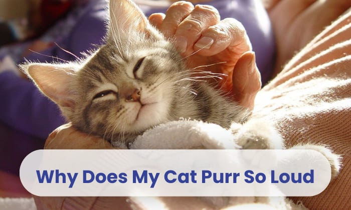 why does my cat purr so loud