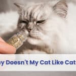 why doesn't my cat like catnip