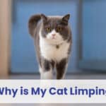 why is my cat limping