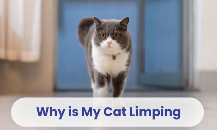 why is my cat limping