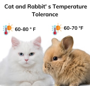 are-rabbits-like-cats