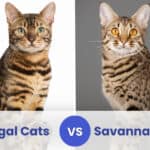 bengal vs savannah cats
