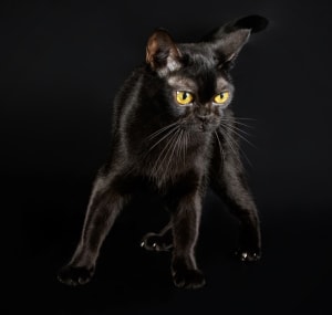black-panther-cat-breed