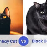 bombay-cat-vs-black-cat
