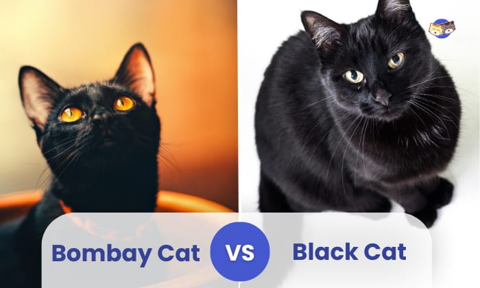 bombay-cat-vs-black-cat