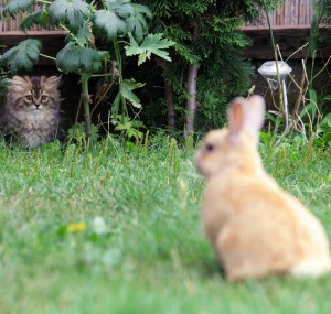 cat-and-bunny