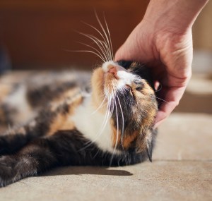 cat-grabbing-hand
