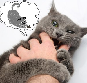 cat-grabs-hand-and-bites