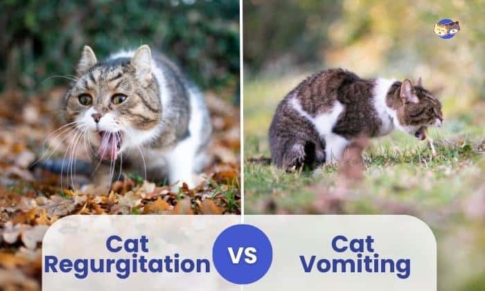 cat regurgitation vs vomiting
