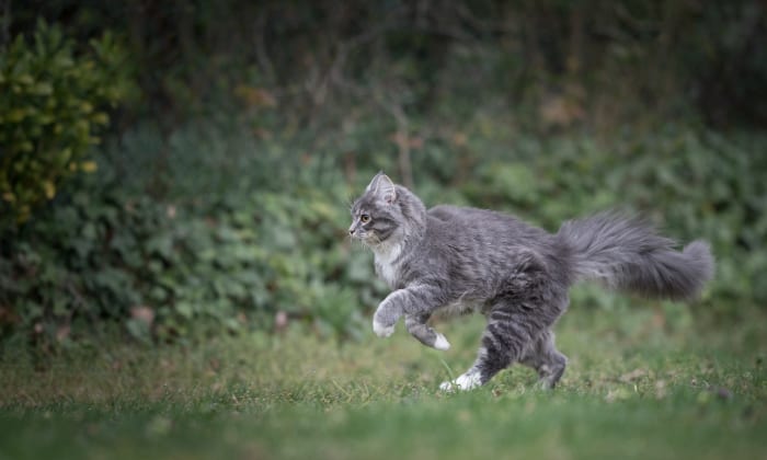 cat-running-speed